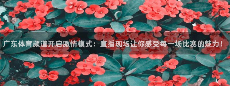 广东体育频道开启激情模式：直播现场让你感受每一场比赛的魅力！